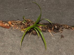 Carex muskingumensis - Muskingum Sedge - palmstarr