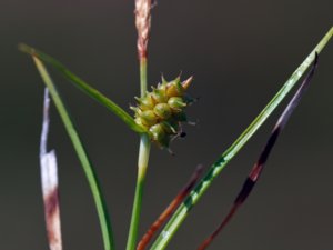 Carex oederi - Small-fruited Yellow-sedge - ärtstarr