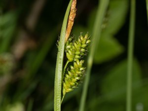 Carex pallescens - Pale Sedge - blekstarr
