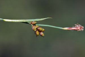 Carex panicea - Carnation Sedge - hirsstarr
