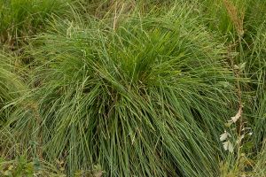 Carex paniculata - Greater Tussock-sedge - vippstarr