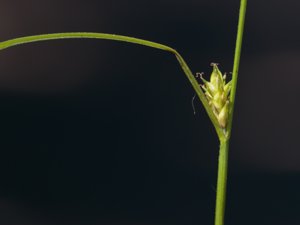 Carex remota - Remote Sedge - skärmstarr