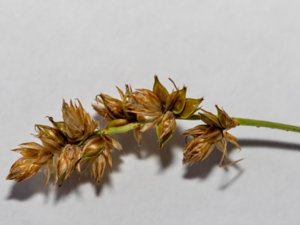 Carex spicata - Spiked Sedge - piggstarr