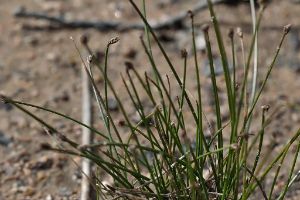 Eleocharis palustris - Common Spike-rush - knappsäv