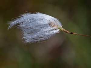 Eriophorum angustifolium - Common Cottongrass - ängsull