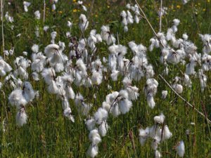 Eriophorum latifolium - Broad-leaved Cottongrass - gräsull