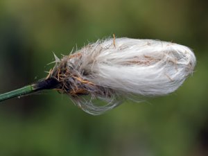 Eriophorum vaginatum - Hare's-tail Cottongrass - tuvull