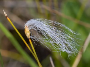 Trichophorum alpinum - Cotton Deergrass - snip