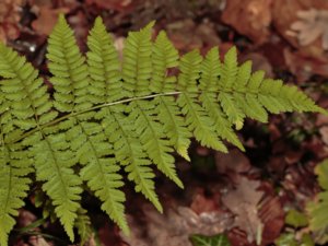 Dryopteris carthusiana - Narrow Buckler-fern - skogsbräken