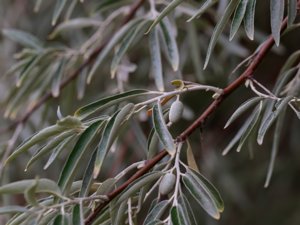 Elaeagnus angustifolia - Oleaster - smalbladig silverbuske