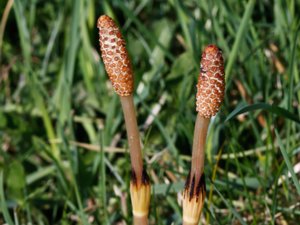 Equisetum arvense - Field Horsetail - åkerfräken