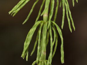 Equisetum pratense - Shady Horsetail - ängsfräken