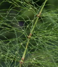 Equisetum sylvaticum - Wood Horsetail - skogsfräken
