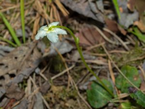 Moneses uniflora - One-flowered Wintergreen - ögonpyrola