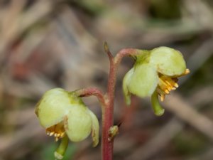 Pyrola chlorantha - Green-flowered Wintergreen - grönpyrola