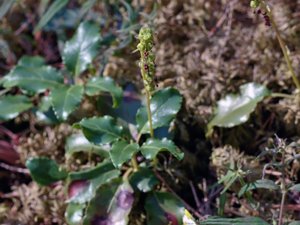 Pyrola minor - Common Wintergreen - klotpyrola