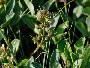 Pyrola rotundifolia - Round-leaved Wintergreen - vitpyrola