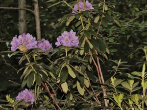 Rhododendron catawbiense - Catawba Rhododendron - catawbarododendron