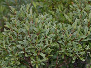 Vaccinium uliginosum - Bog Bilberry - odon
