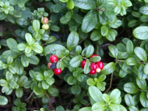 Vaccinium vitis-idaea - Cowberry - lingon