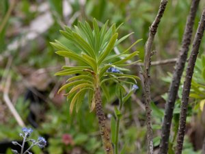 Euphorbia characias - Mediterranean Spurge - daggtörel