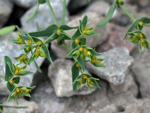 Euphorbia exigua - Dwarf Spurge - småtörel