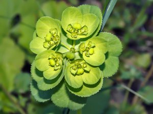 Euphorbia helioscopia - Sun Spurge - revormstörel