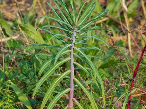 Euphorbia lathyris - Caper Spurge - korstörel