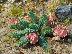 Euphorbia myrsinites - Broad-leaved Glaucous-spurge - myrtentörel