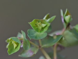Euphorbia peplus - Petty Spurge - rävtörel