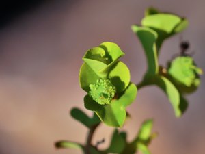 Euphorbia stricta - Upright Spurge - styvtörel