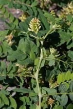 Astragalus glycyphyllos - Wild Liquorice - sötvedel