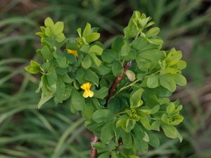 Caragana frutex - Russian Pea-tree - lyckobladsbuske