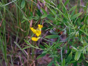 Lathyrus pratensis - Meadow Vetchling - gulvial