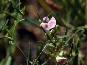Lathyrus sylvestris - Narrow-leaved Everlasting-pea - backvial