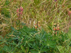 Lupinus × regalis - Russell Lupin - regnbågslupin