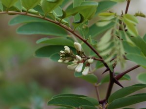 Robinia pseudoacacia - False-acacia - robinia
