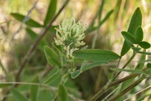 Trifolium alexandrinum - Egyptian Clover - alexandrinerklöver