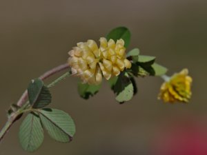 Trifolium campestre - Hop Trefoil - jordklöver