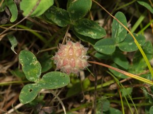 Trifolium fragiferum - Strawberry Clover - smultronklöver