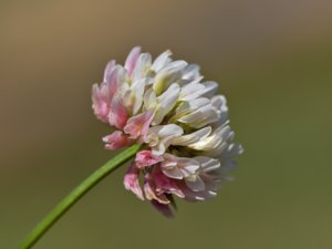 Trifolium hybridum - Alsike Clover - alsikeklöver