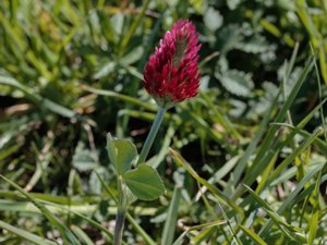 Trifolium incarnatum - Crimson Clover - blodklöver