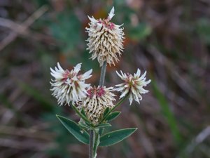 Trifolium montanum - Mountain Clover - backklöver