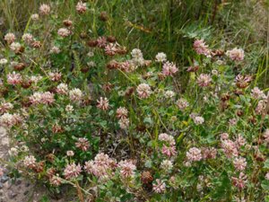Trifolium repens - White Clover - vitklöver