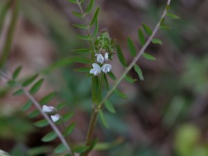 Vicia hirsuta - Hairy Tare - duvvicker