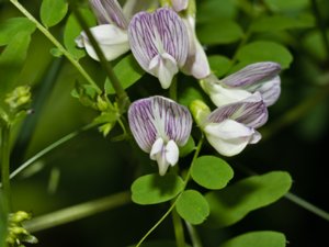 Vicia sylvatica - Wood Vetch - skogsvicker