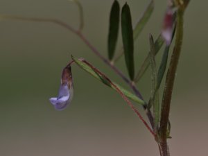 Vicia tetrasperma - Smooth Tare - sparvvicker