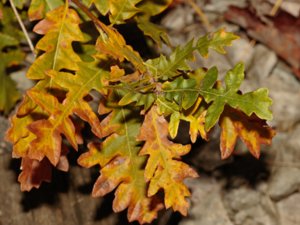 Quercus cerris - Turkey Oak - turkisk ek