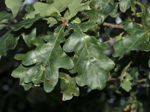 Quercus robur - Pedunculate Oak - skogsek