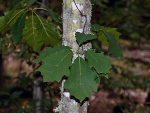 Quercus rubra - Red Oak - rödek